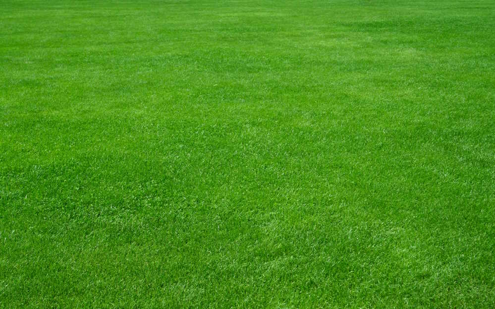 How to know what fertilizer to use on lawn
