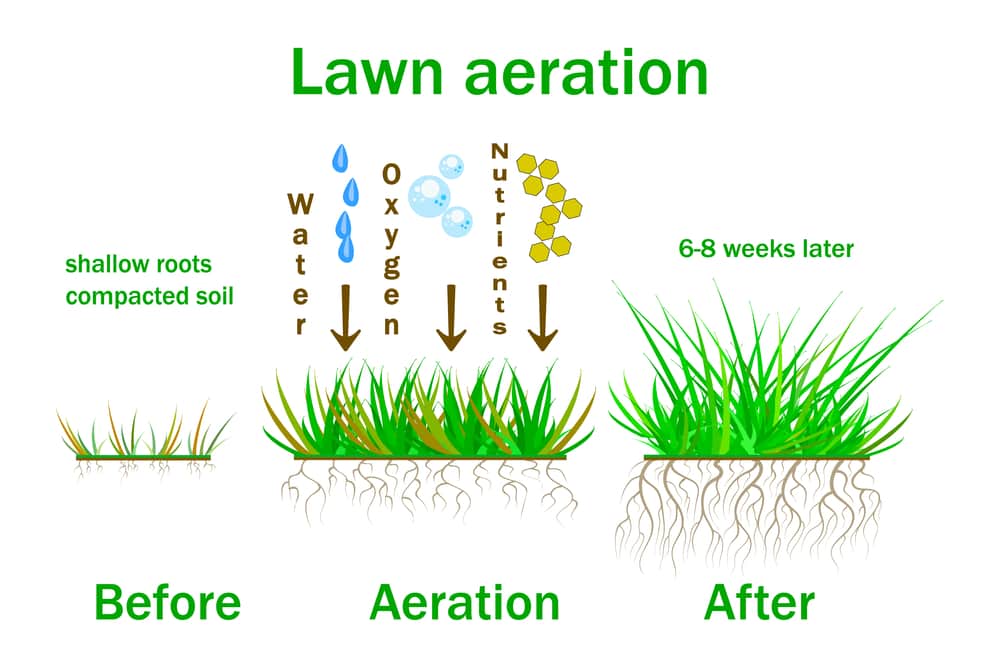 Lawn Care Tip: Amazing Benefits of Aeration